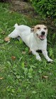 Jack Russell Terrier oddam za darmo