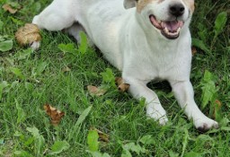 Jack Russell Terrier oddam za darmo