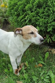 Jack Russell Terrier oddam za darmo-2