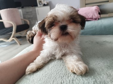 Shih Tzu Samiec z rodowodem-1