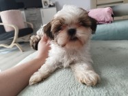 Shih Tzu Samiec z rodowodem