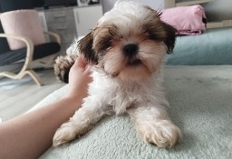 Shih Tzu Samiec z rodowodem