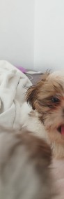 Shih Tzu Samiec z rodowodem-3