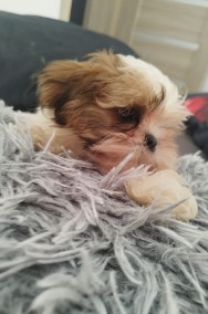 Shih Tzu Samiec z rodowodem-2