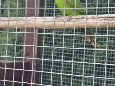 2 dorosłe samice papugi krasnopiurki-1