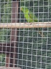 2 dorosłe samice papugi krasnopiurki