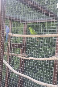 2 dorosłe samice papugi krasnopiurki-2