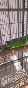 2 dorosłe samice papugi krasnopiurki-3
