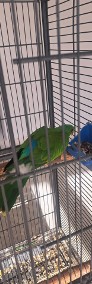 2 dorosłe samice papugi krasnopiurki-4