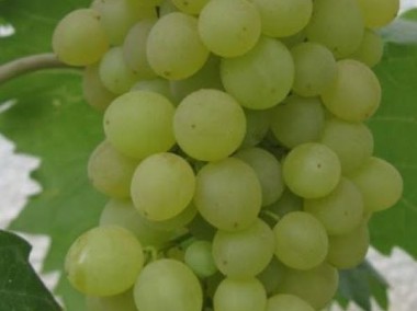 Winogron KISZMISZ 342. Sadzonka winorośli1,2m-1