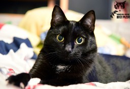 Kot Lisek vel Carino szuka domku! Piękny Czarny kotek - Fundacja ''Koci Pazur''