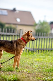 KROMKA ma dużo radości i siły, tylko dom i kanapa zbłądziły...-2