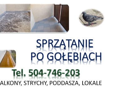 Dezynfekcja po gołębiach, tel.  Wrocław. Sprzątanie poddasza, strychu, tarasu-1