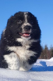 Piękna Rasowa Suczka Border Collie z pełną dok. hodowli-2