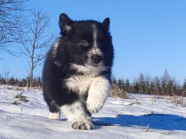 Piękna Rasowa Suczka Border Collie z pełną dok. hodowli-1