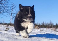 Piękna Rasowa Suczka Border Collie z pełną dok. hodowli