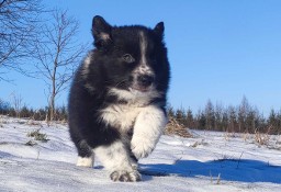 Piękna Rasowa Suczka Border Collie z pełną dok. hodowli