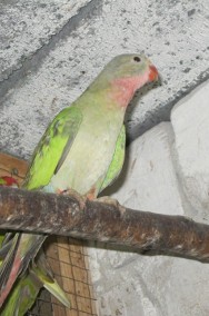 Papugi Księżniczki Walii  zielone młode 22 r-2