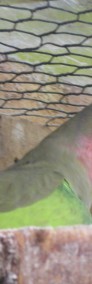 Papugi Księżniczki Walii  zielone młode 22 r-4