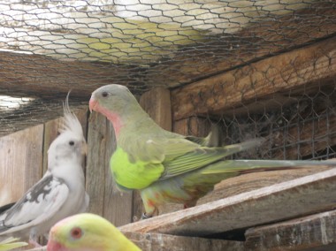 Papugi Księżniczki Walii  zielone młode 22 r-1