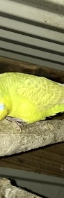 Papugi faliste ostatnie sztuki - samczyki z 2021-3