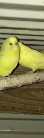 Papugi faliste ostatnie sztuki - samczyki z 2021-4