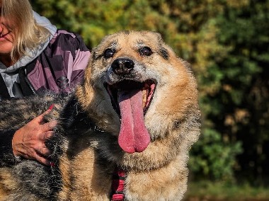 Piękny, energiczny, bardzo proludzki psi senior FRODO potrzebuje domu na cito! -1