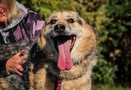 Piękny, energiczny, bardzo proludzki psi senior FRODO potrzebuje domu na cito! 