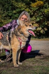 Piękny, energiczny, bardzo proludzki psi senior FRODO potrzebuje domu na cito! -2