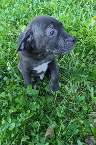 Cane Corso szczeniaki -2