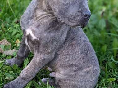 Cane Corso szczeniaki -1