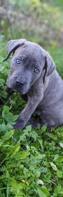 Cane Corso szczeniaki -3