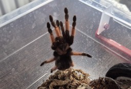 Brachypelma emilia