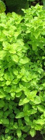 Oregano – liść suszony z domowego ogródka, świeże + sadzonki -4