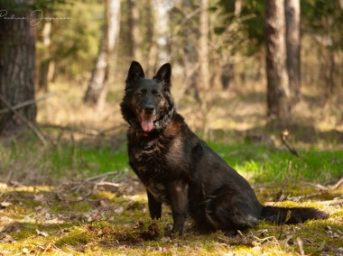 Piękna Neska czeka na kochający domek!-1