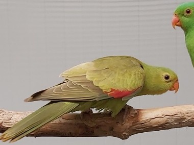 Papuga czerwonoskrzydła, samica, mutacja CYNAMON-1