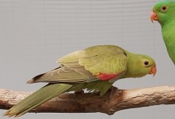 Papuga czerwonoskrzydła, samica, mutacja CYNAMON
