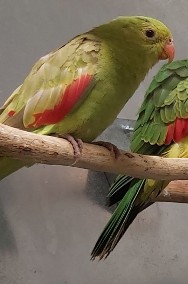 Papuga czerwonoskrzydła, samica, mutacja CYNAMON-2
