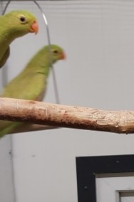 Papuga czerwonoskrzydła, samica, mutacja CYNAMON-3