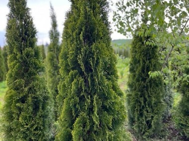 THUJA SMARAGD 200-220CM TUJA SZMARAGD 200-220CM! DOSTAWA GRATIS!-2