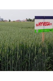 Materiał siewny pszenica SU Hyvega ozima hybrydowa jakościowa wysyłka-2