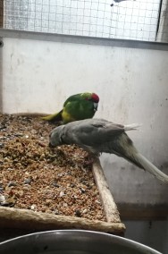 Papugi modrolotki-2