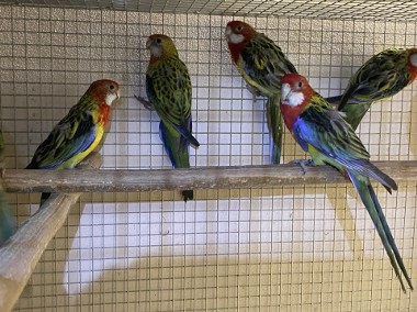 Papugi rozelle białolice-1