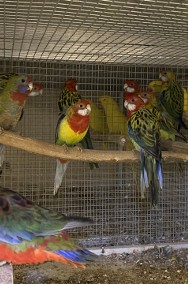 Papugi rozelle białolice-2