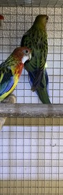 Papugi rozelle białolice-3