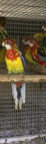 Papugi rozelle białolice-4