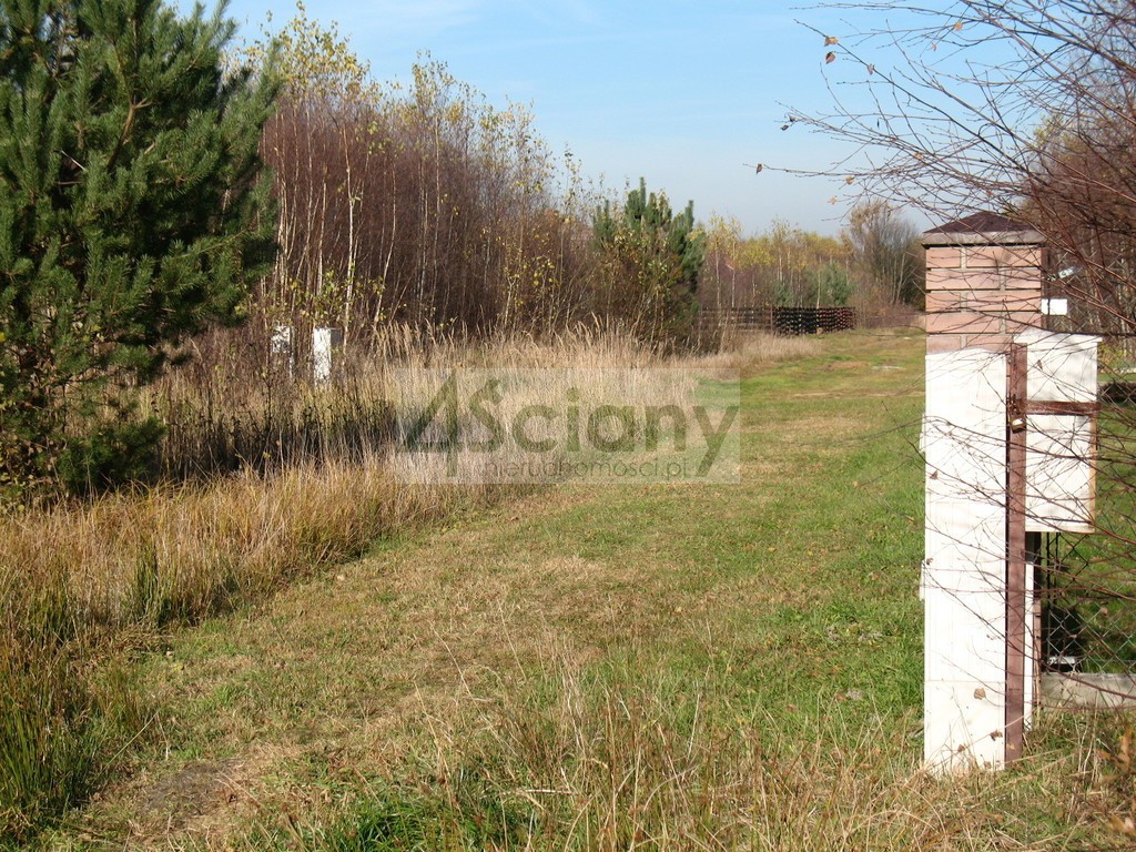 DZIAŁKA PRZY PUSZCZY BOLIMOWSKIEJ - Widok 3