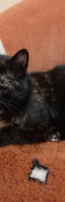 Neska - cudowna kotka czeka na adopcję-4