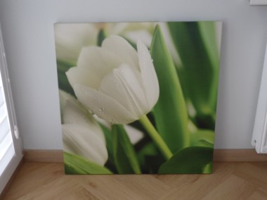 Obraz - tulipan biały w zieleni 75x75cm-1