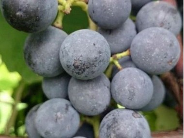 Sadzonki winorośli -Isabela. Słodki winogron -30°C-1